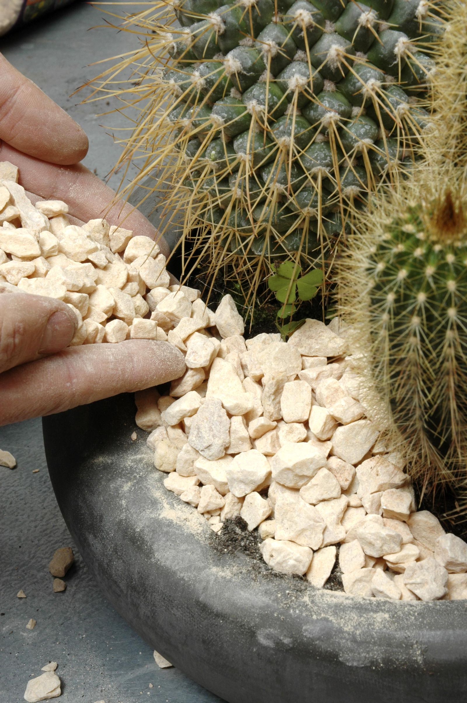 deco 0183 jardineria plantacion cactus contenedor gravilla