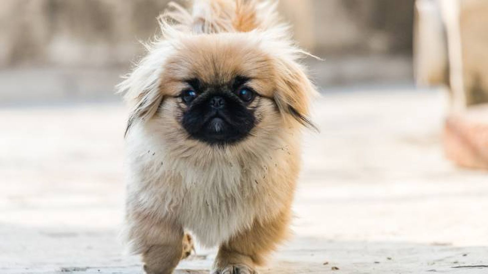 pequines perros miniatura