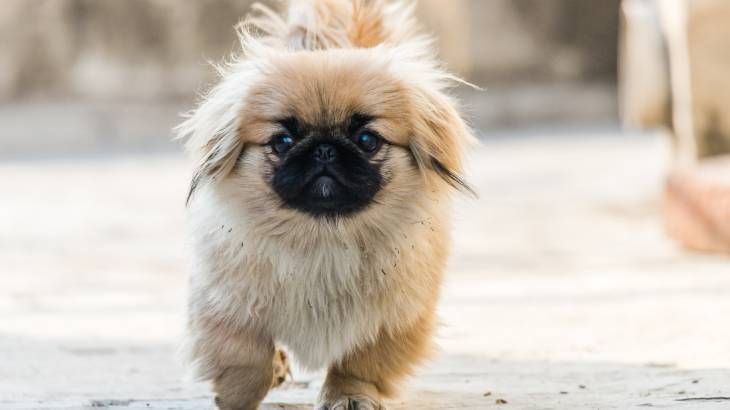 pequines perros miniatura