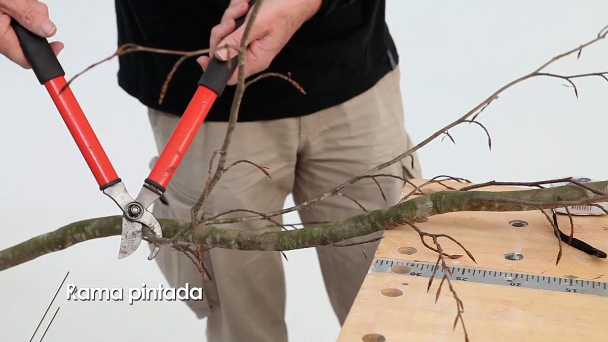 Como pintar una rama para decorar la casa paso 1