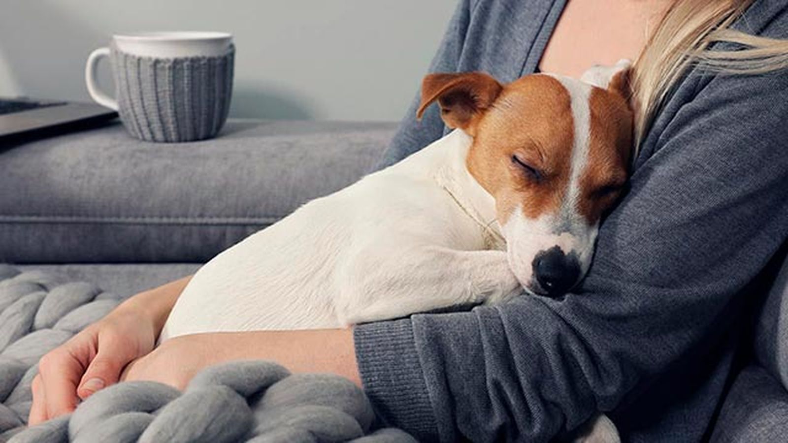7 razones adoptar perro 5