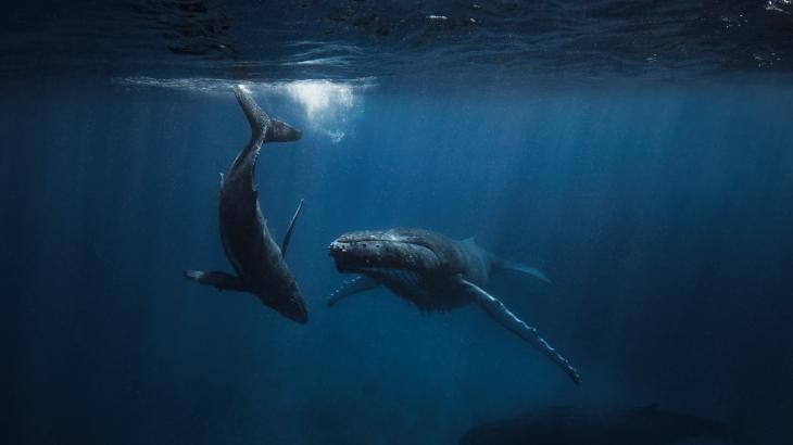 animales marinos 4