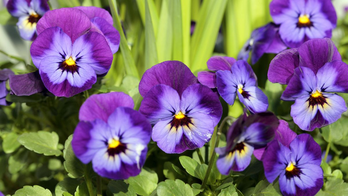 Viola Wittrockiana planta otoño balcon