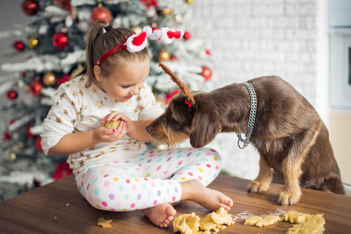 El turrón de chocolate y el champán contienen sustancias tóxicas para tu mascota.