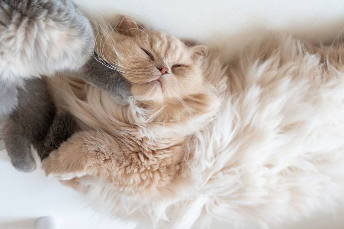 Estas posturas reflejan tanto el estado físico como emocional de tu pequeño compañero.