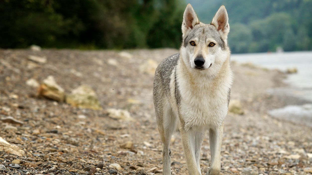 perro lobo