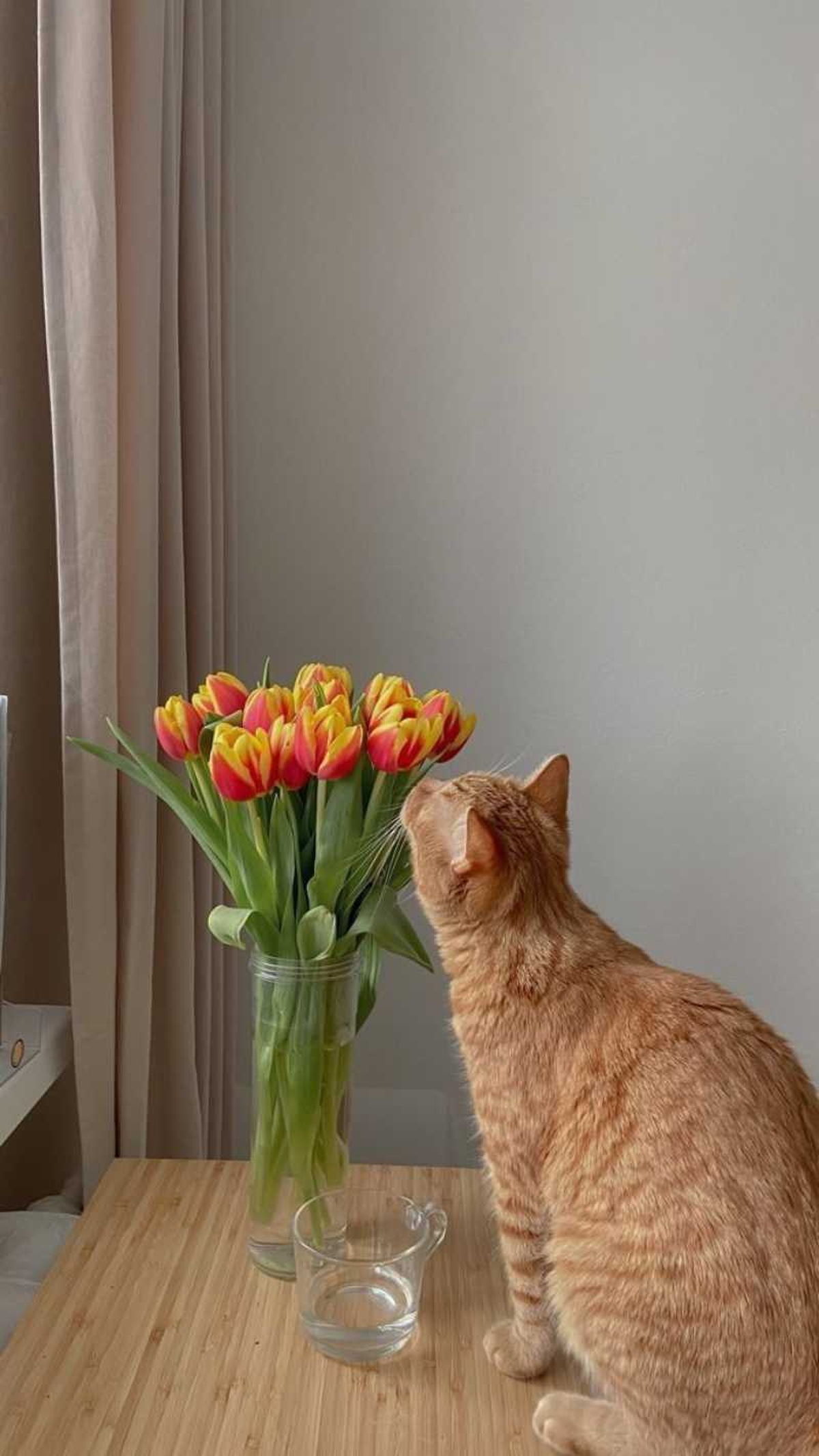 Gato pelirrojo con tulipanes naranjas.