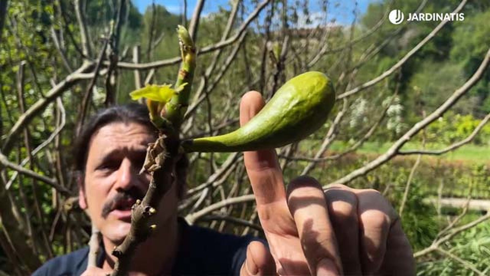 higuera despues de helada tardia de primavera jardinatis 22 13