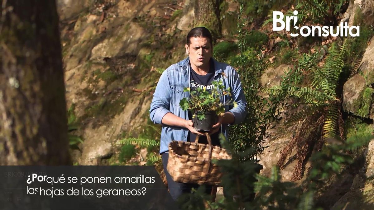 975 jardineria briconsulta hojas amarillas geranio encharcamiento