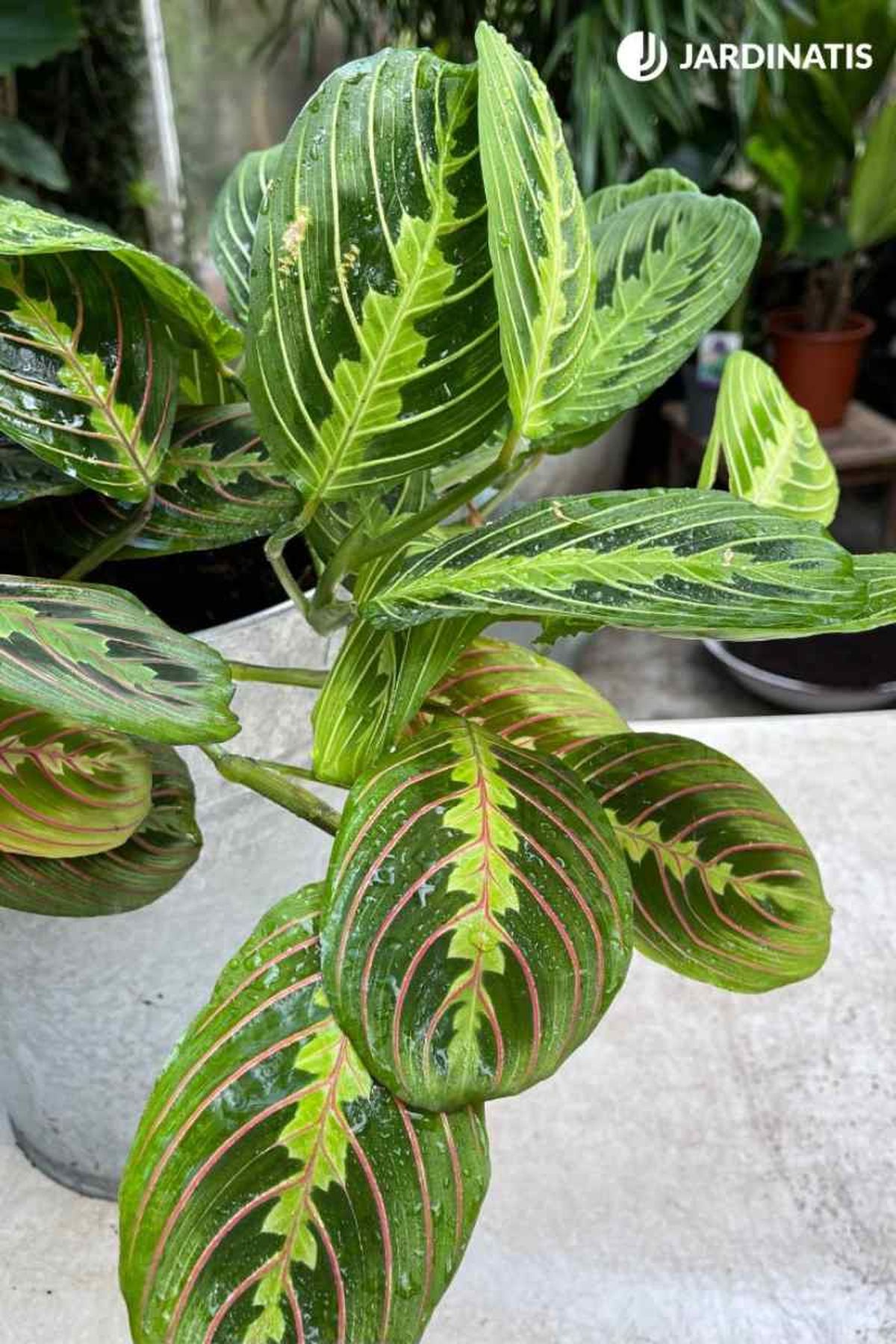 Las hojas de la maranta son muy decorativas