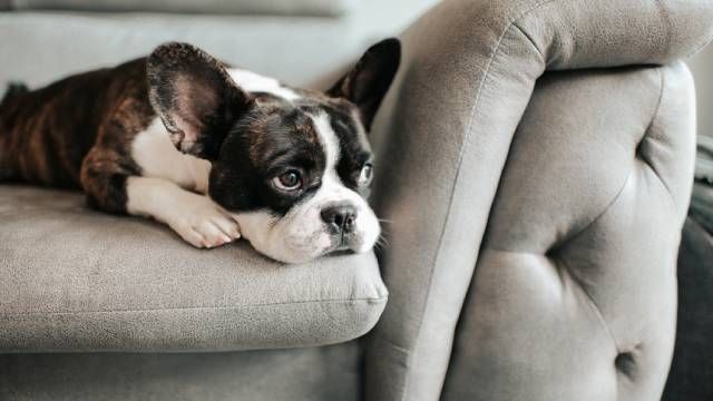 perro triste (2)