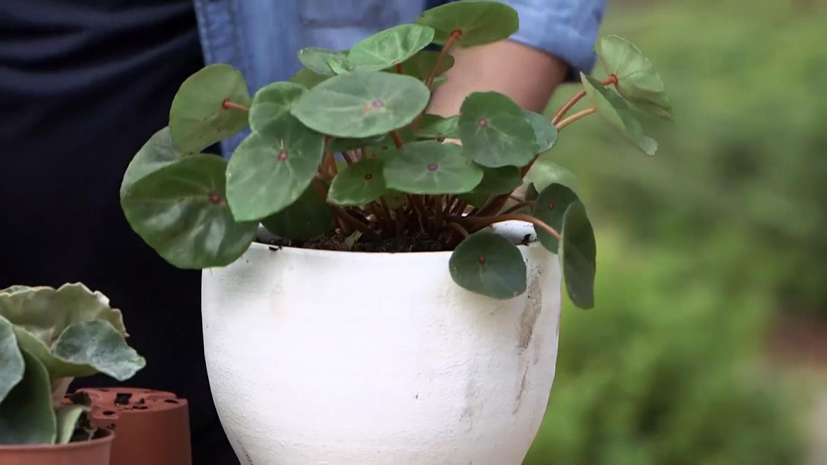 980 jardineria begonias trasplantar
