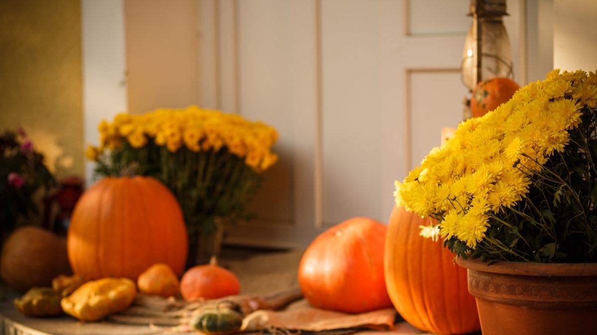 crisantemos calabazas entrada de la casa