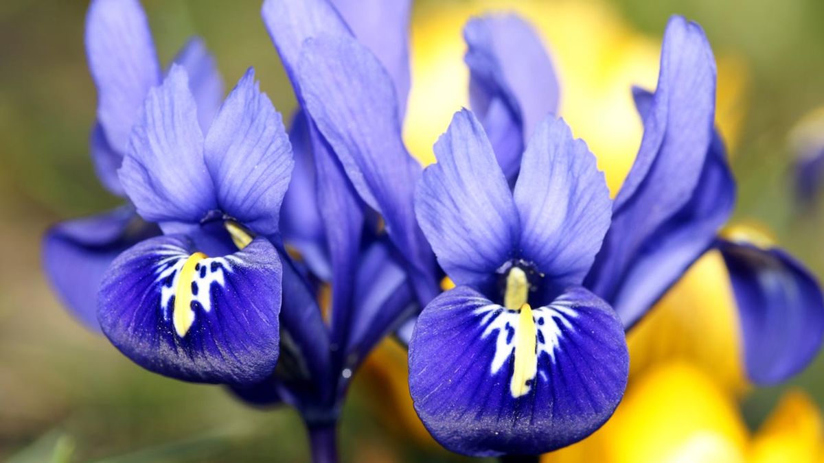 bulbo lirios plantar otono