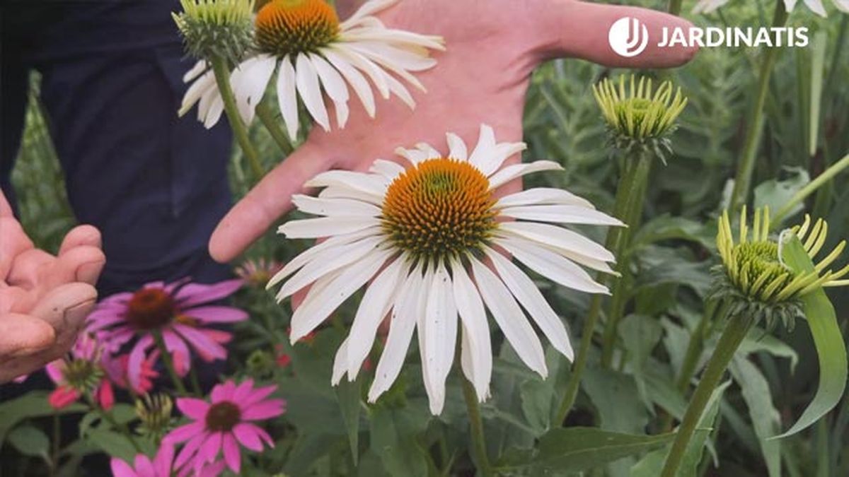 variedad echinacea purpurea alba jardinatis