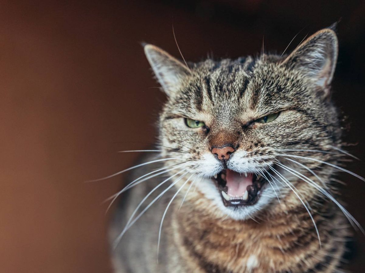 Su funcionamiento se basa en un algoritmo de aprendizaje automático.