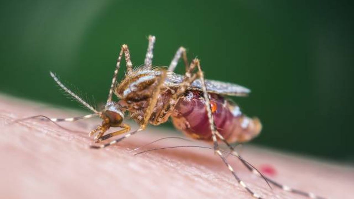 mosquito fiebre amarilla Aedes aegypti