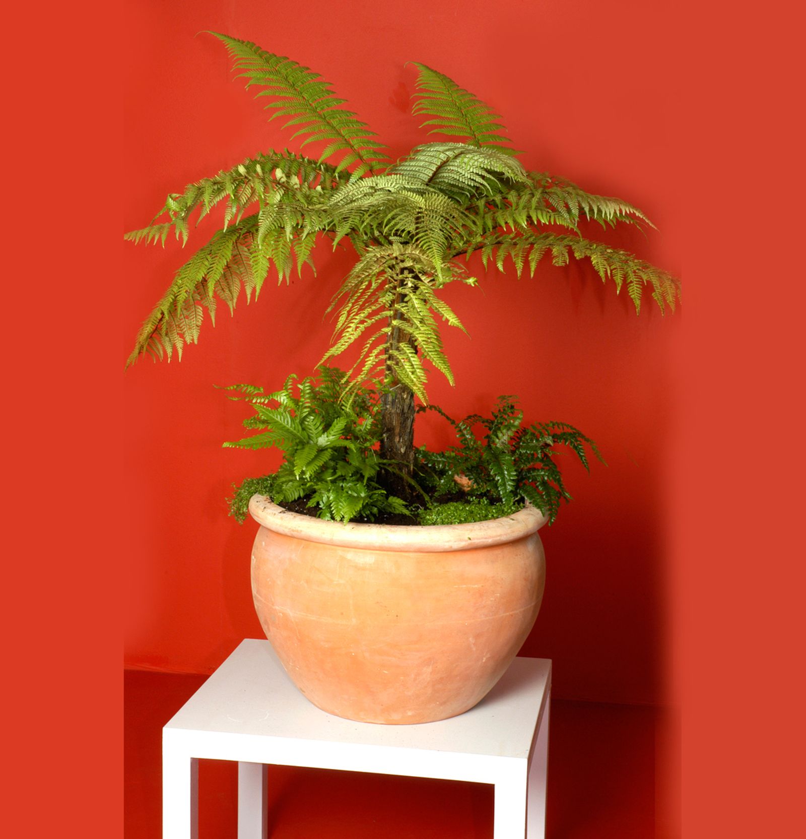 composicion dicksonia xl