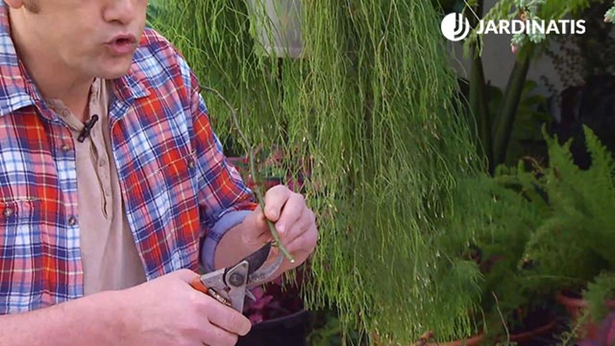 decogarden 645 esquejes hortensias corte base esqueje