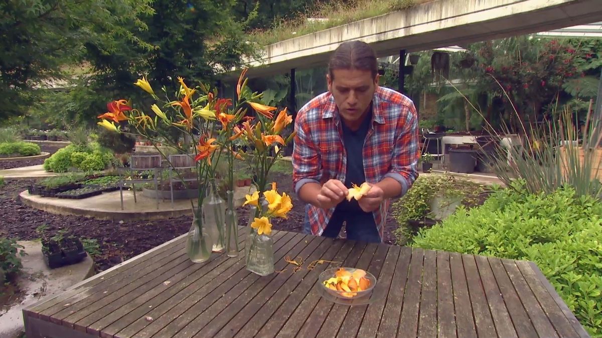 deco 0701 jardineria hemerocallis flor comestible