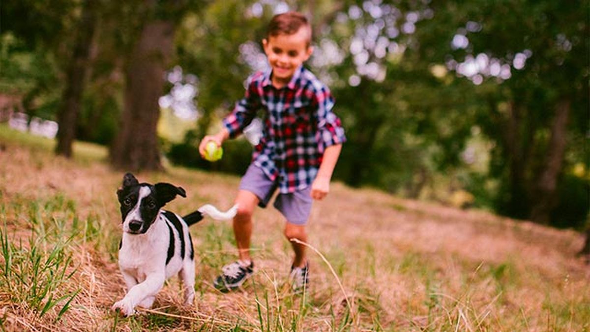 mascotas perros mestizo