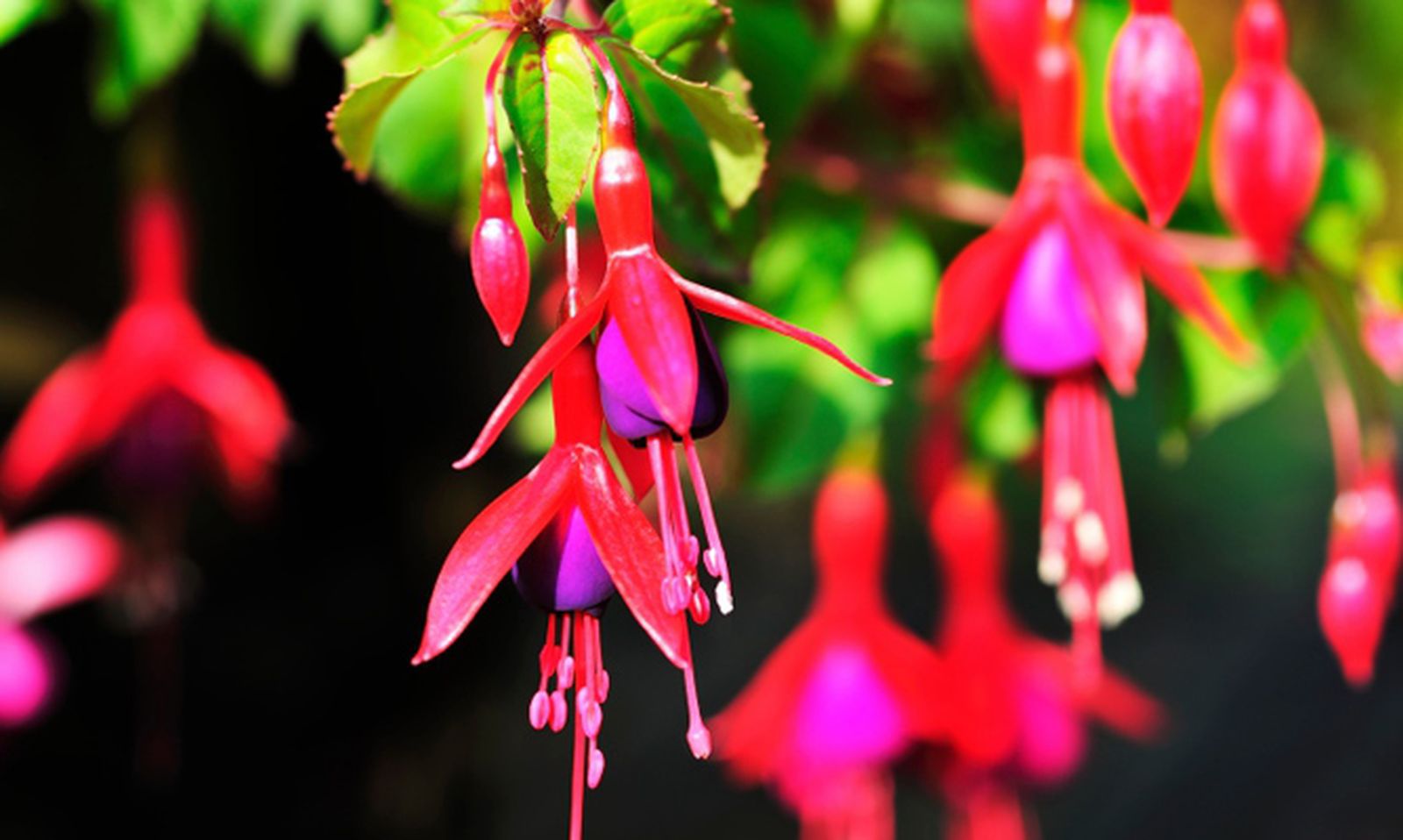 TTAR0086_Fucsias a prueba de heladas