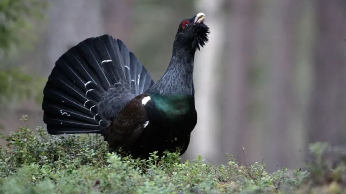 animales que empiezan por u urogallo