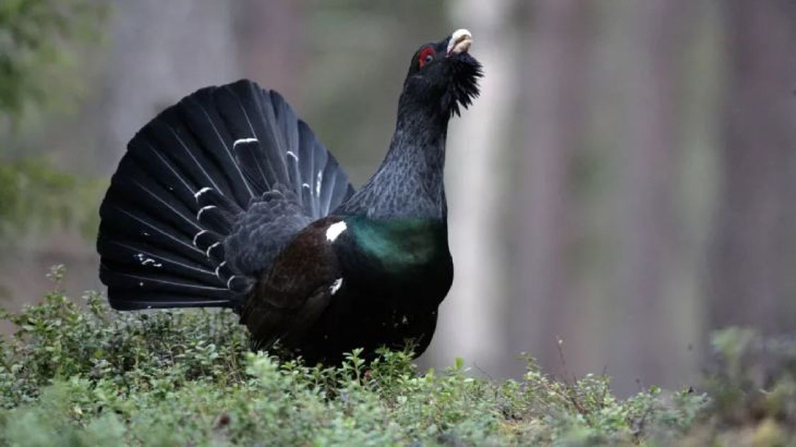 animales que empiezan por u urogallo