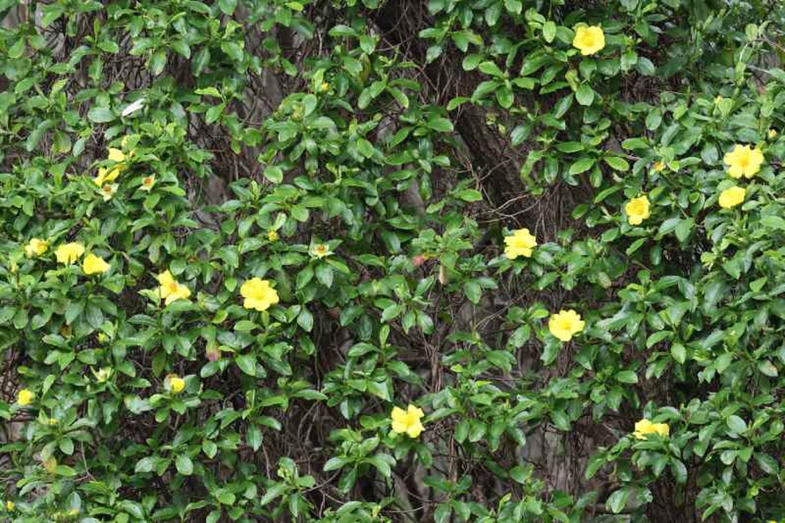 Flor de Oro de Indias o flor de Guinea