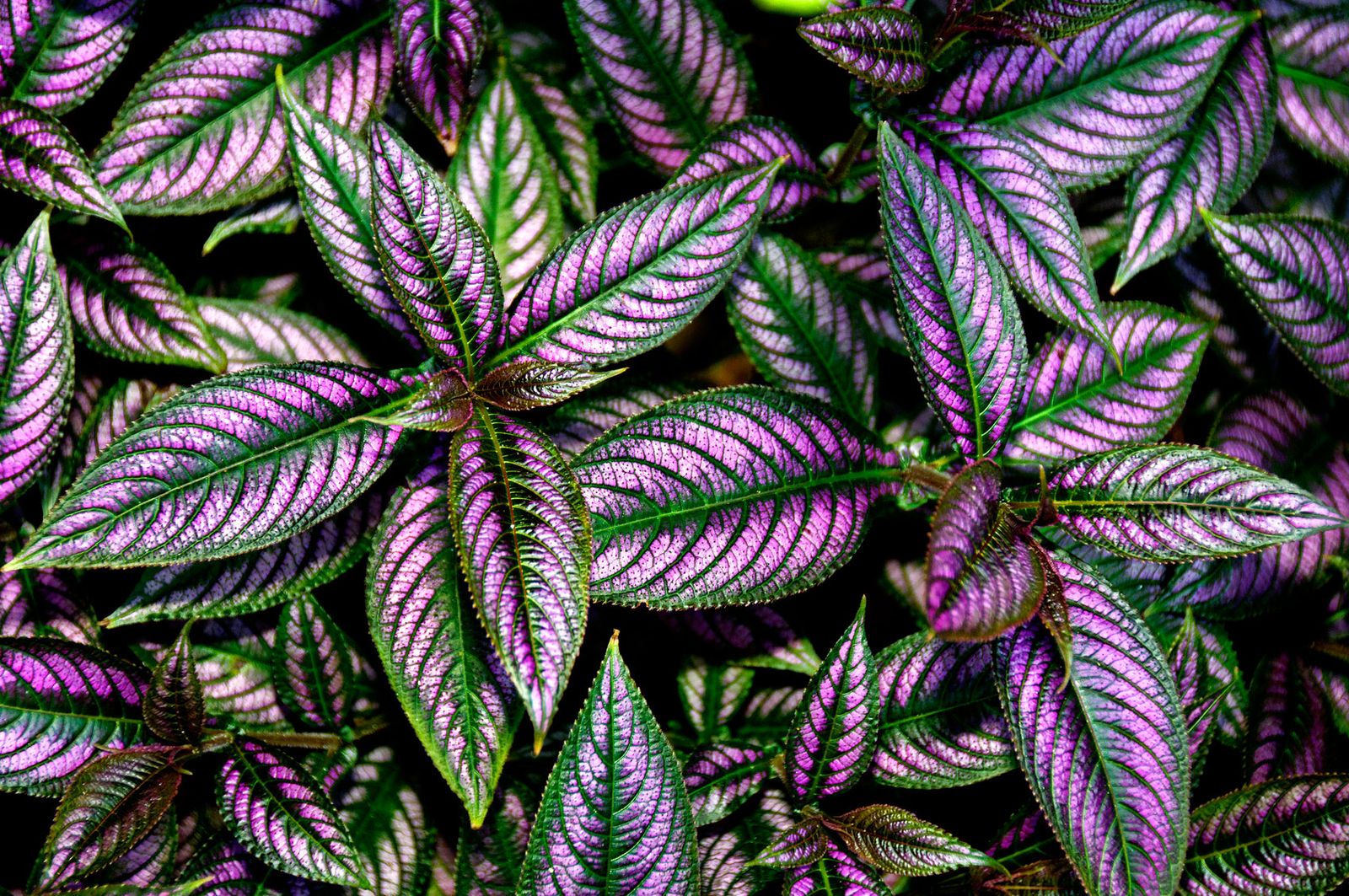 Strobilanthes dyerianus o Escudo persa 2