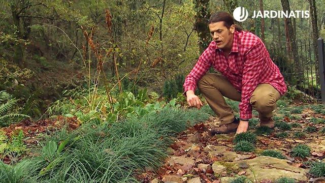 DEKO_JARDIN_596 plantas zonas boscosas Ophiopogon