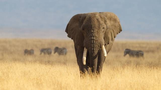 elefante mamifero mas grande de la tierra tipos elefante africano de la sabana