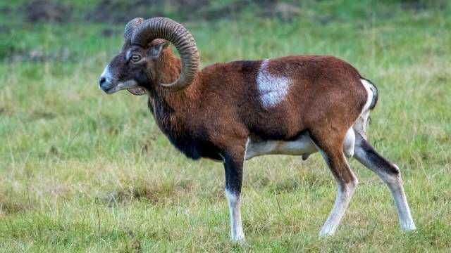 animales que empiezan por M muflon