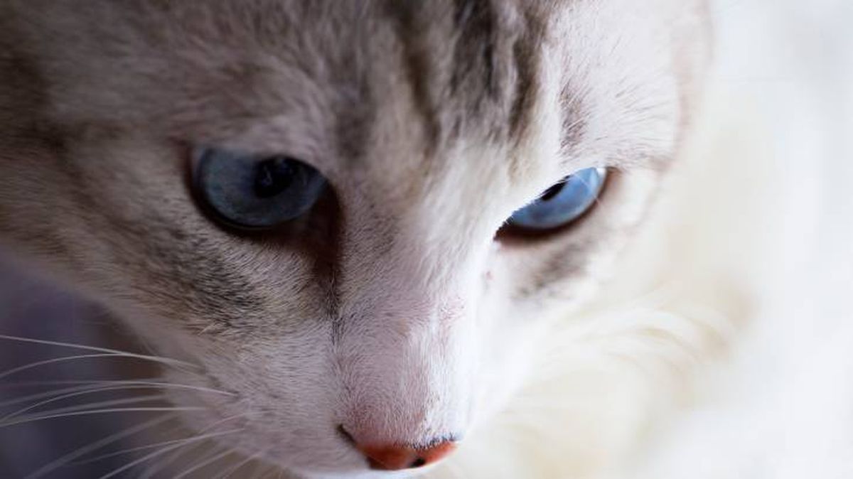 sanciones ley de bienestar animal multas