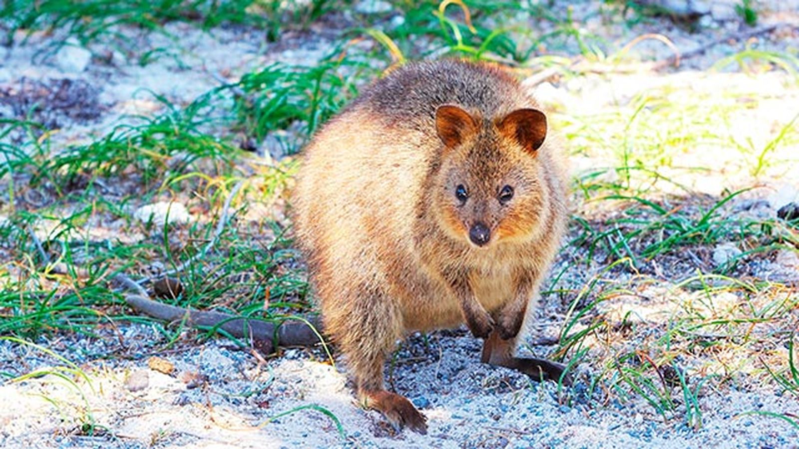 animales quokka marsupial3