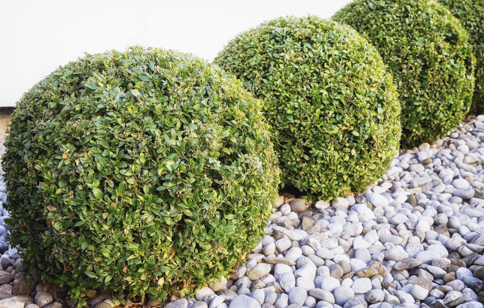 Aligustre Ligustrum Vulgare