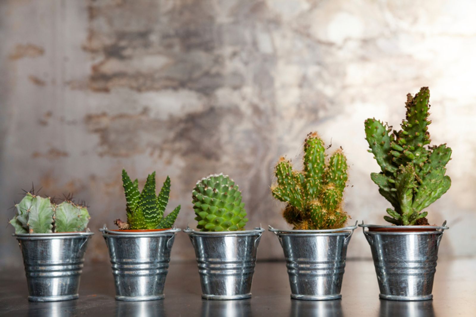 Cactus y plantas crasas