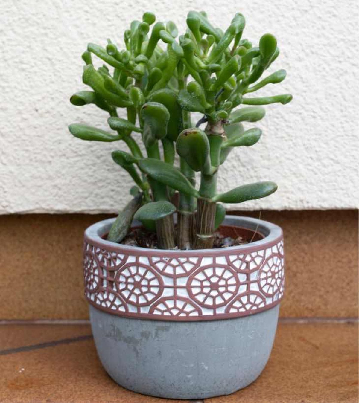 Planta orejas de Shrek