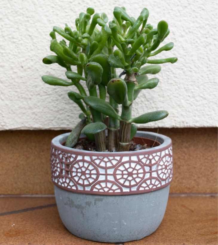 Planta orejas de Shrek