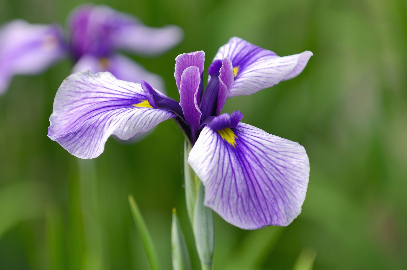 Existen más de 300 especies de Iris.