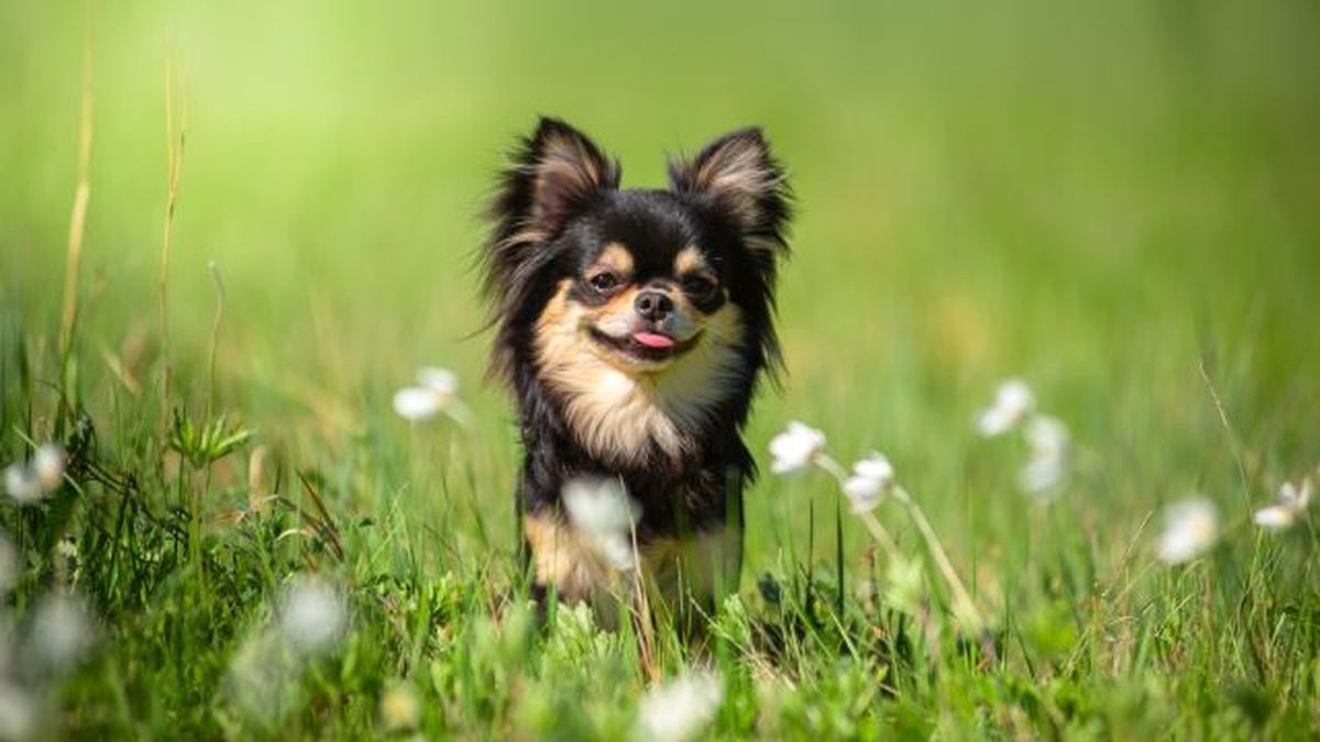 razas de perros favoritas de los espanoles 3