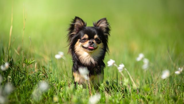 razas de perros favoritas de los espanoles 3