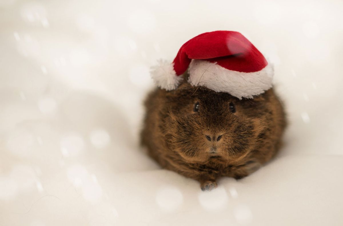 sesion de fotos con mascotas cobaya