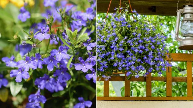 Lobelia erinus