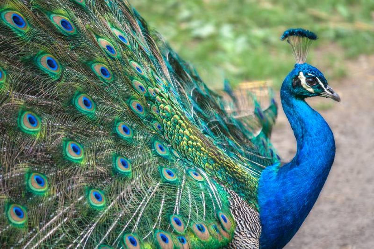 El pavo real abre su abanico de plumas en un auténtico despliegue de color.