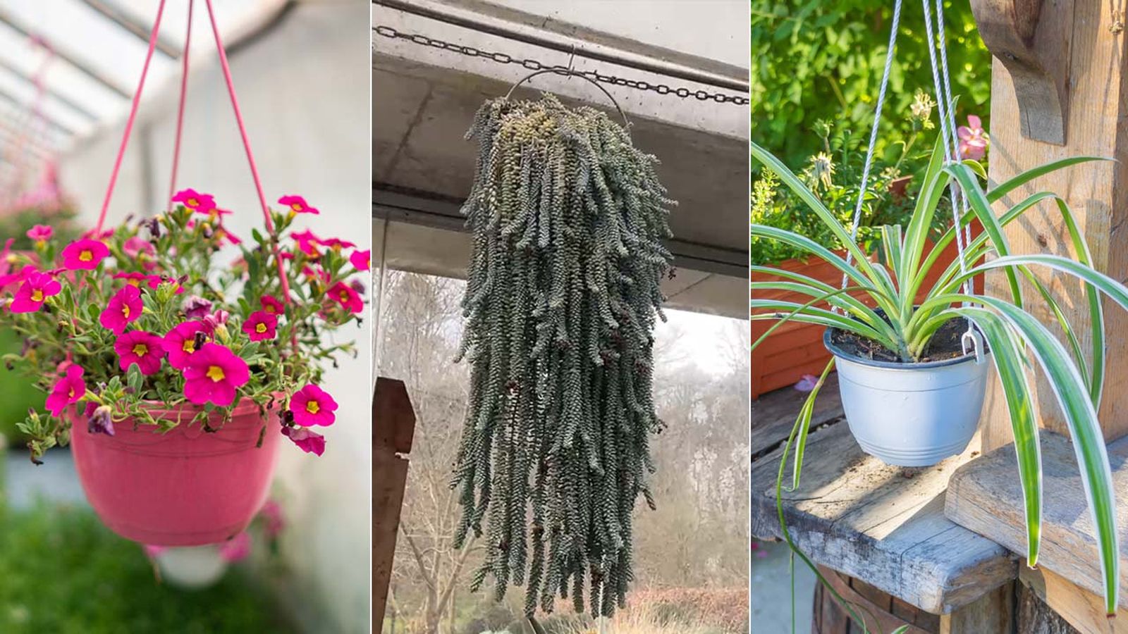 plantas colgantes para decorar el balcon