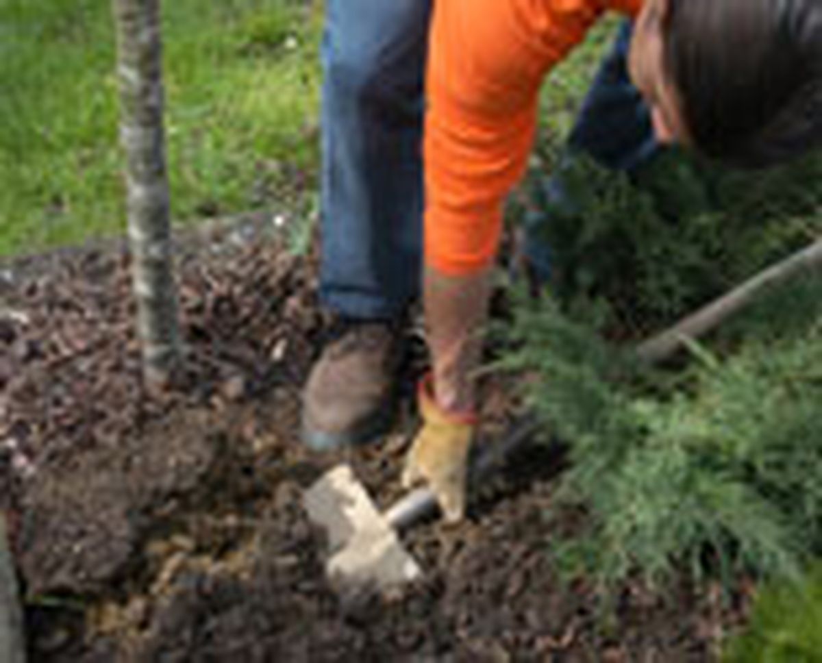 327 plant ros arb p01