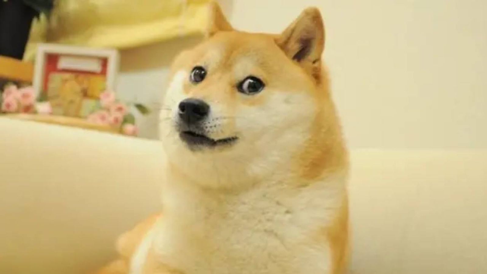 El perro del meme Doge, Kabosu