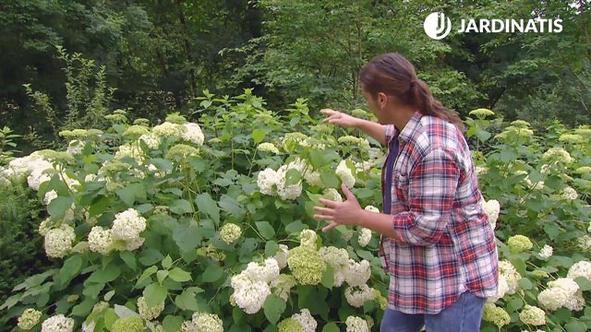 deco 0702 variedades hortensias blancas hortensia anabelle poda
