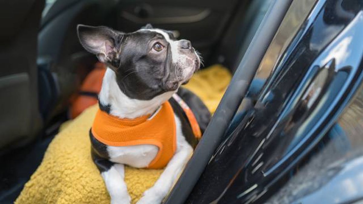 consejos para llevar al perro en coche con transportes VTC